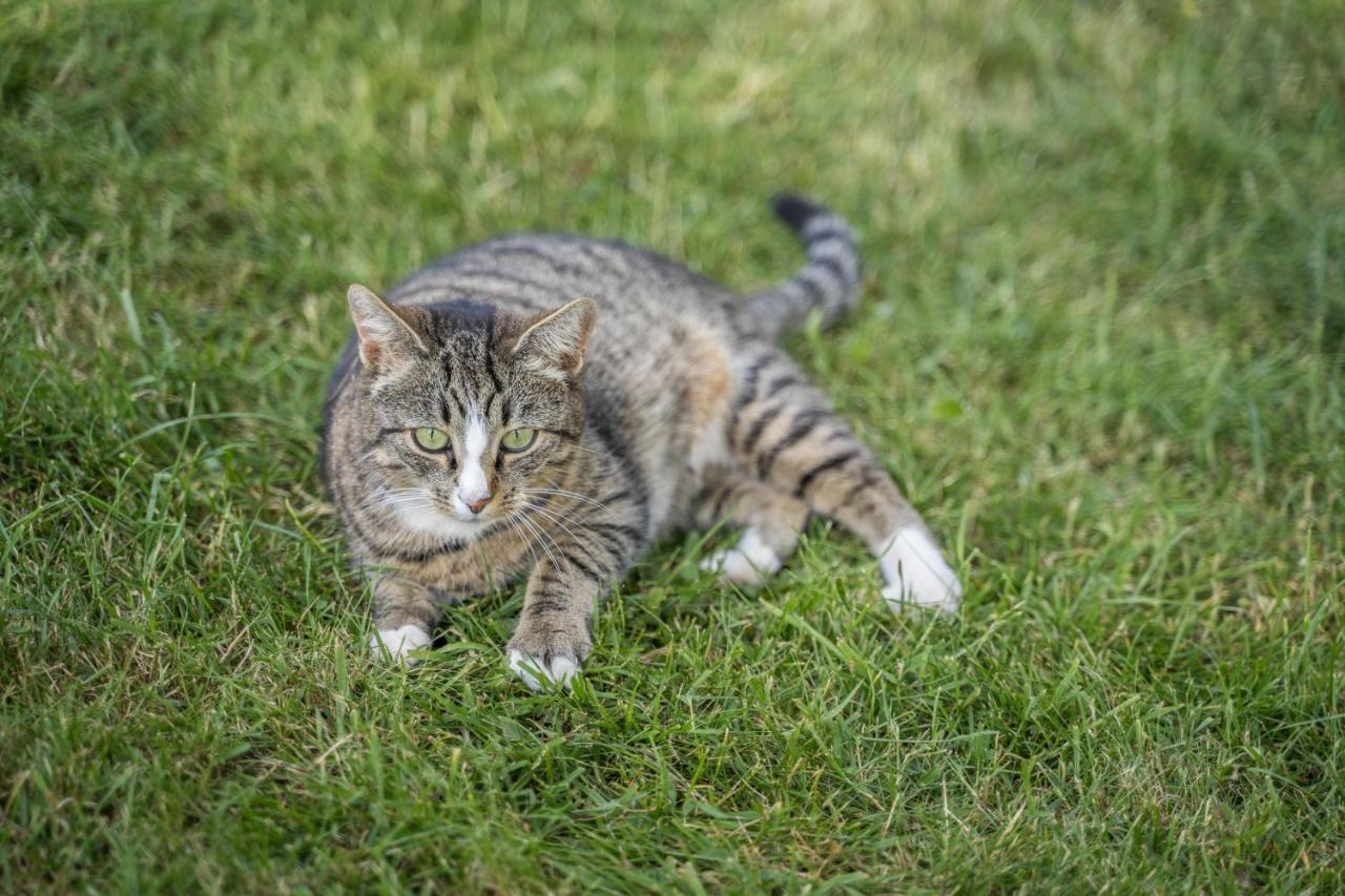 Klausenhansenhof Wolfach Zewnętrze zdjęcie