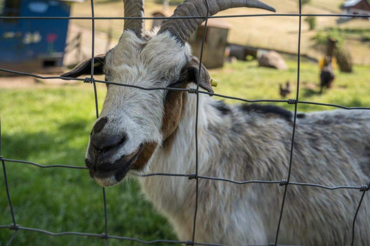Klausenhansenhof Wolfach Zewnętrze zdjęcie